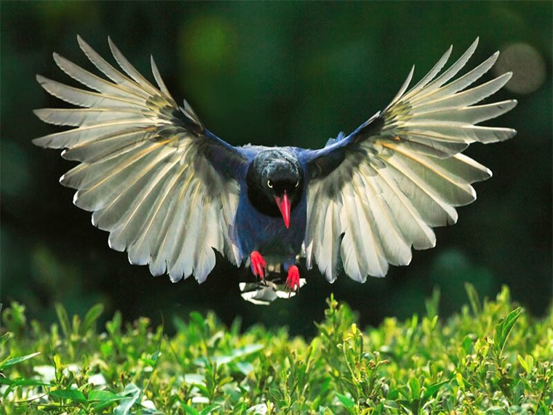 bird in flight over greenery