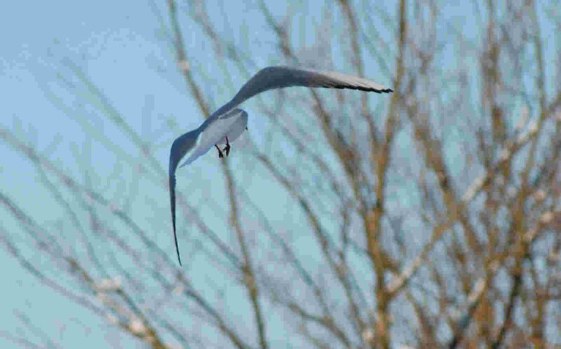 bird in flight over trees