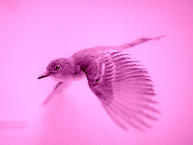 Bird in Flight — Pink