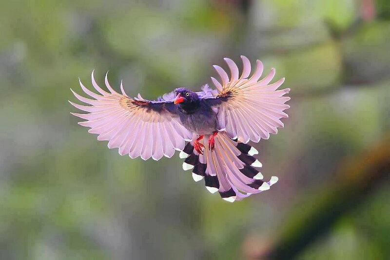 Bird in Flight — Purple
