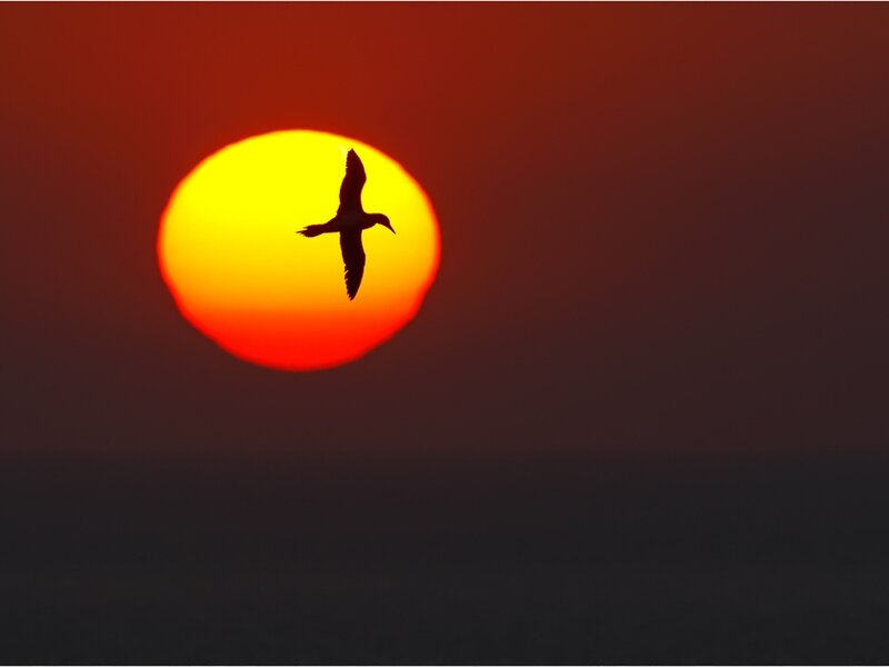 Bird in Flight — Red, Dramatic, Sunset