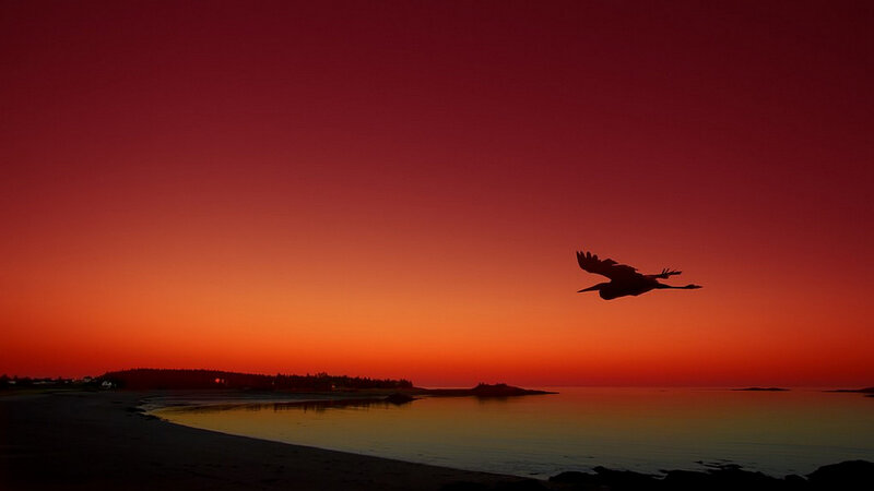 Bird in Flight — Red