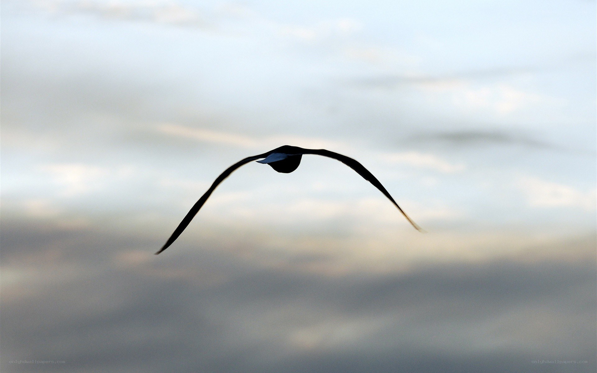 bird in flight silhouette