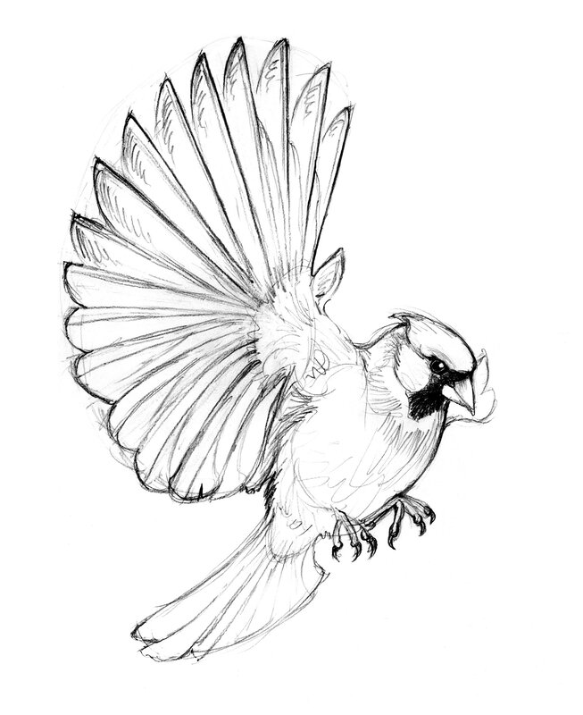 bird in flight sketch