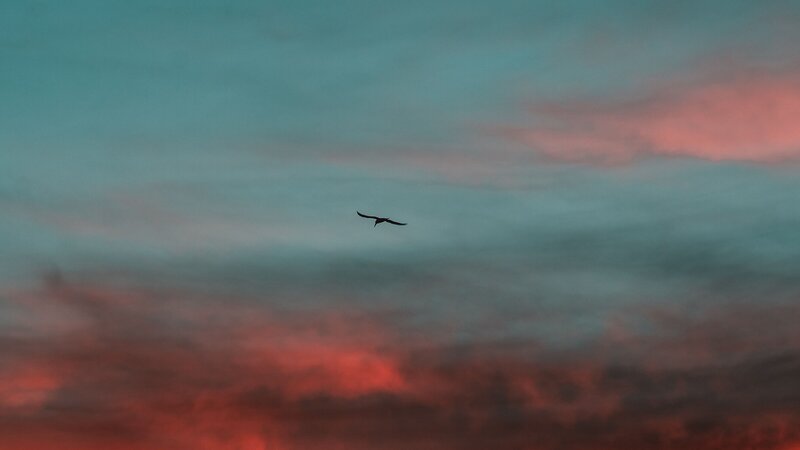 Bird in Flight — Teal