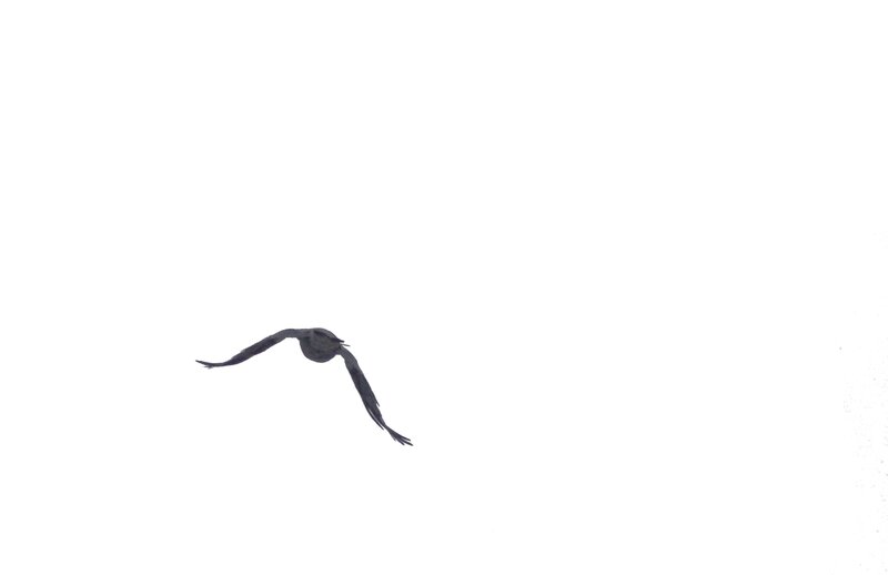 bird in flight