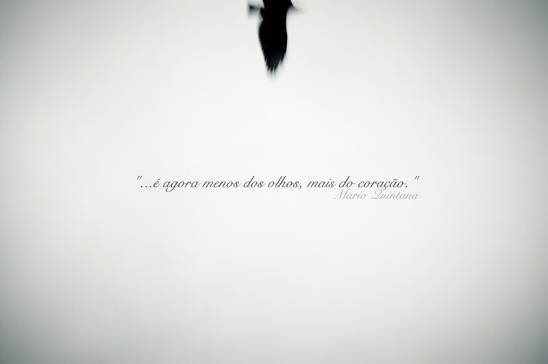 Bird in Flight — White, Serene