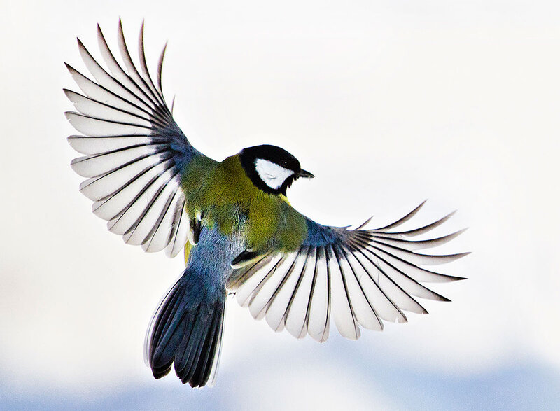 Bird in Flight — White