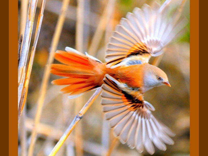 bird in flight with orange tail