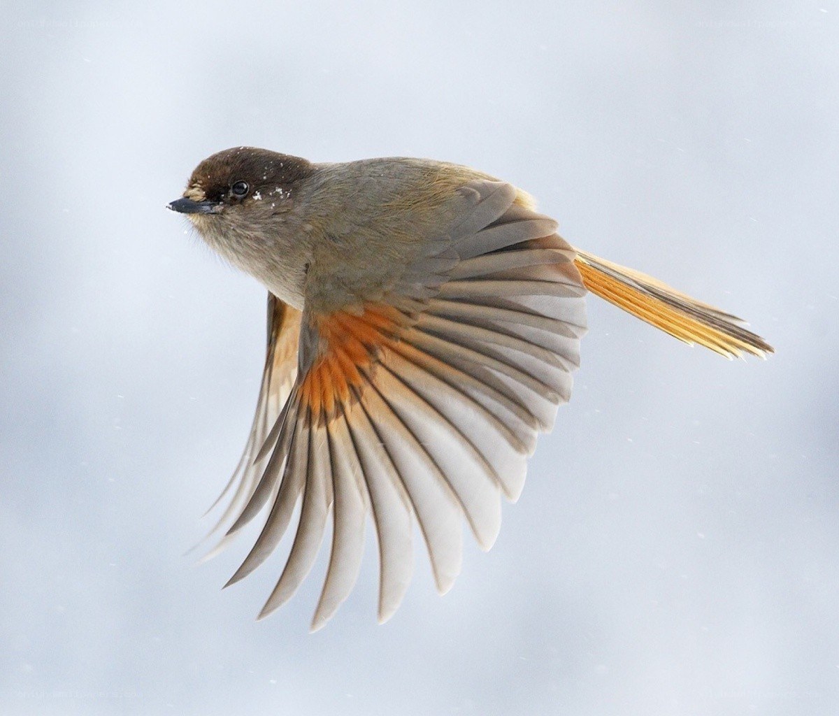 bird in flight with orange wing patch
