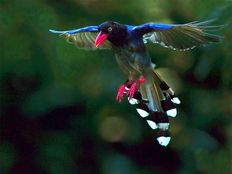 bird in flight with red beak