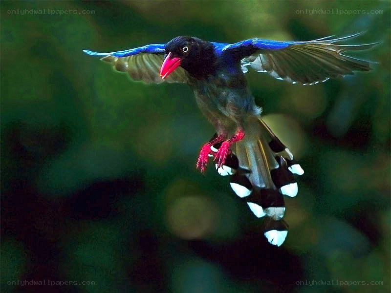 bird in flight with red beak