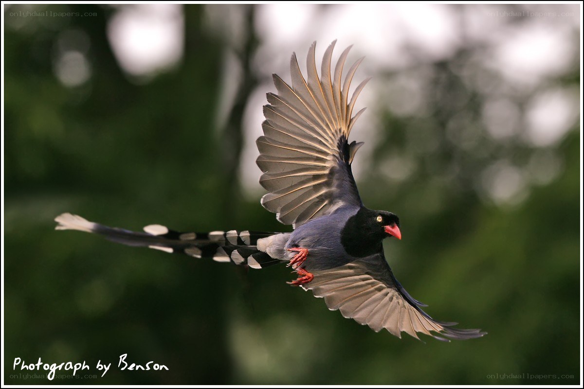 bird in flight with spread wings