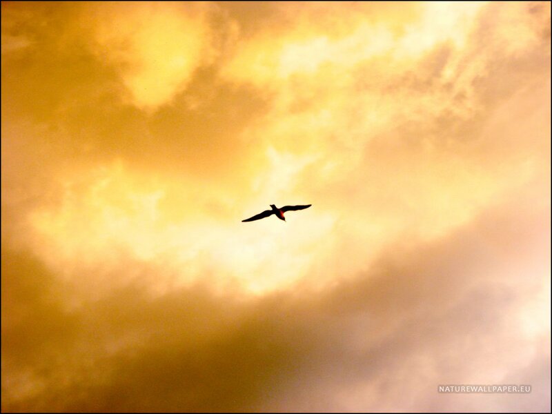 Bird in Flight — Yellow, Dramatic