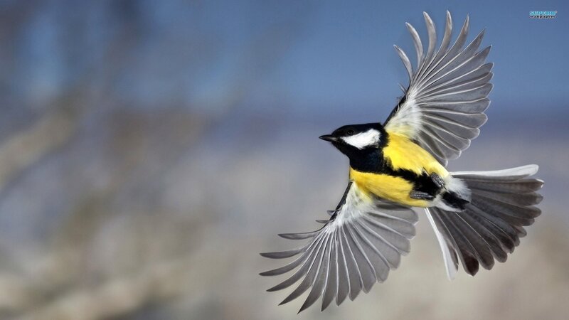 Bird in Flight — Yellow, Dynamic, Photograph
