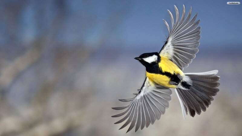 Bird in Flight — Yellow, Dynamic