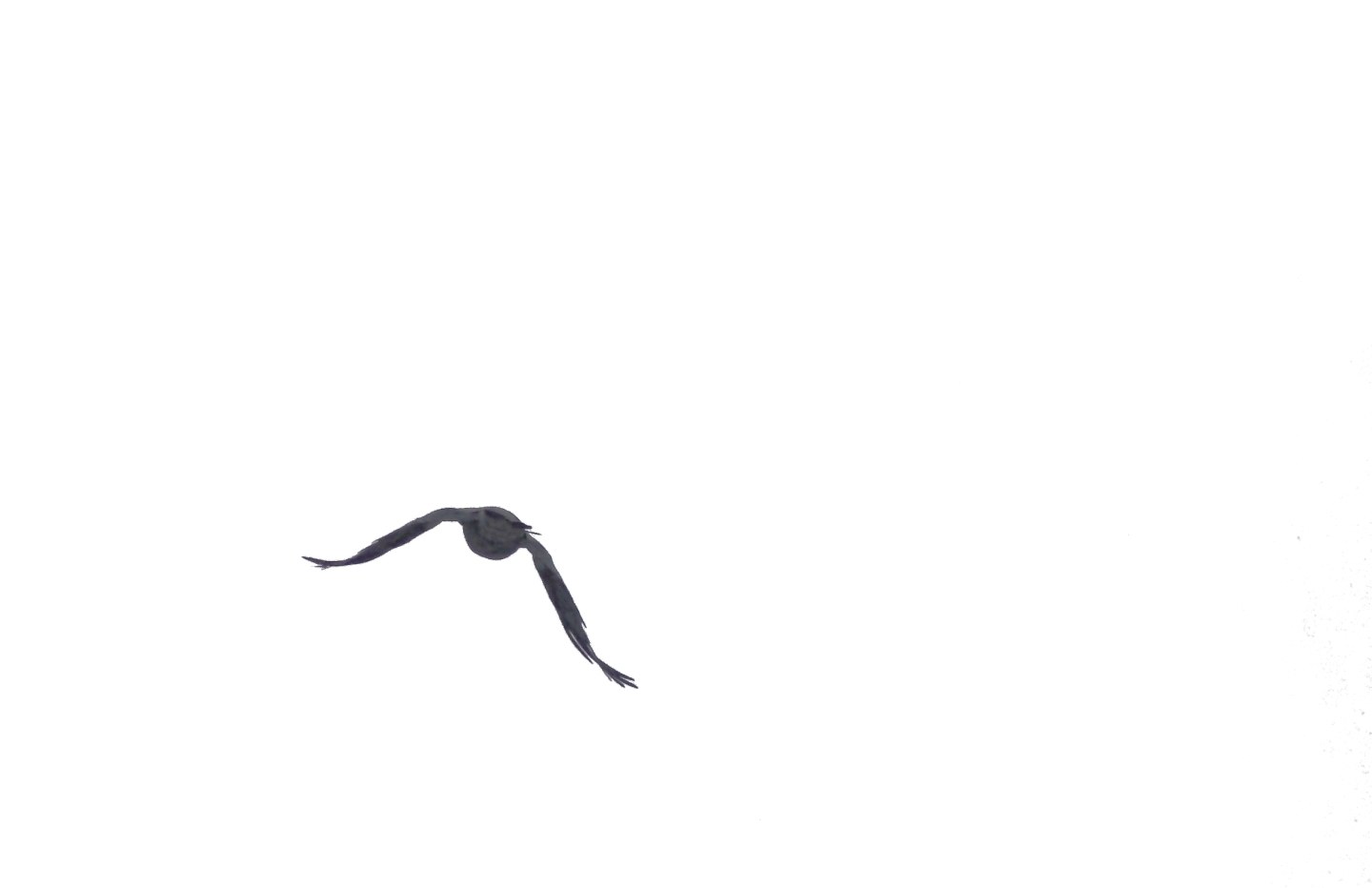 bird in flight
