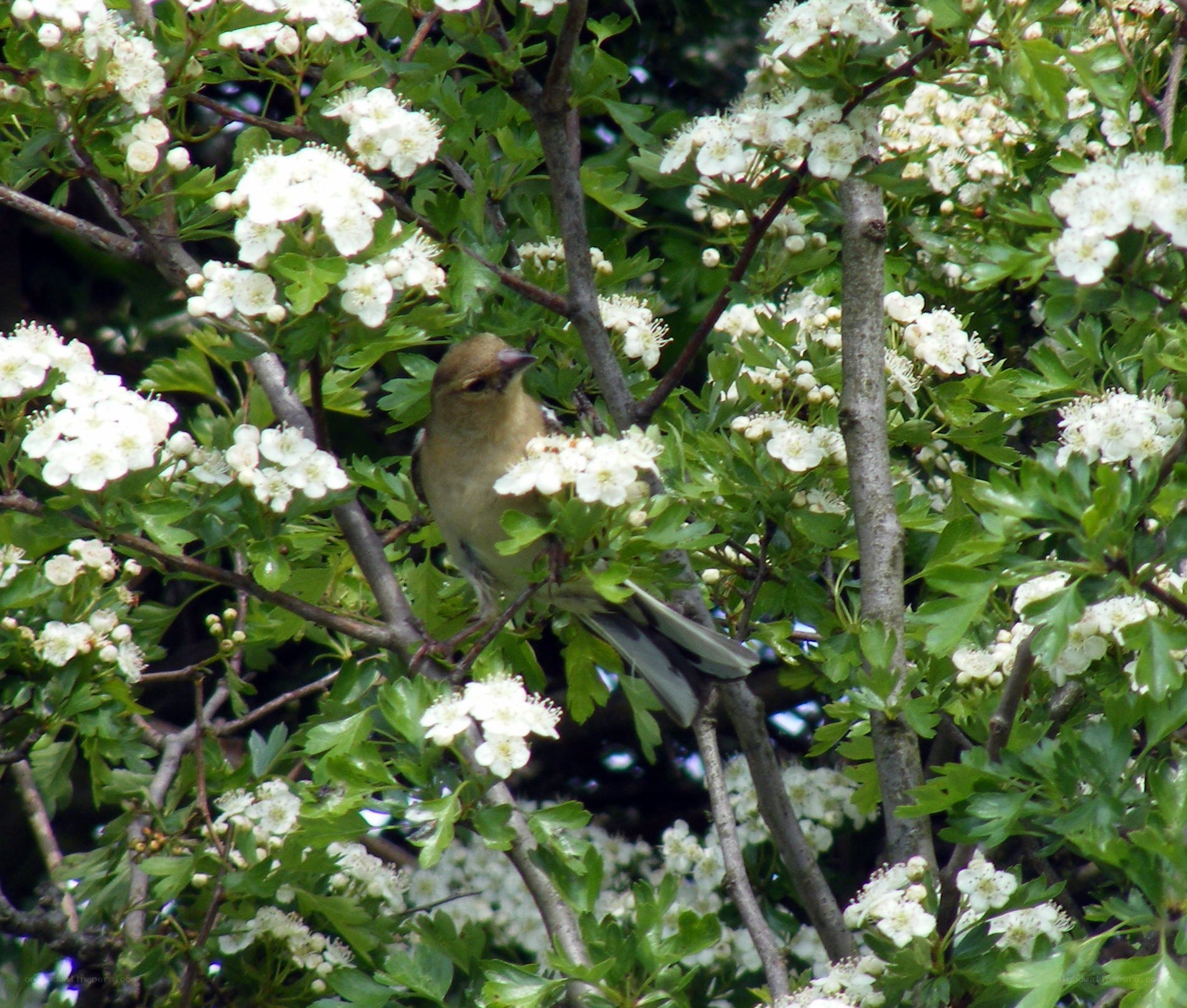 bird in flowering bush