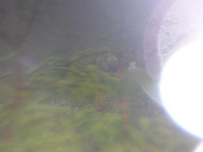 Bird in Foggy Forest — Green