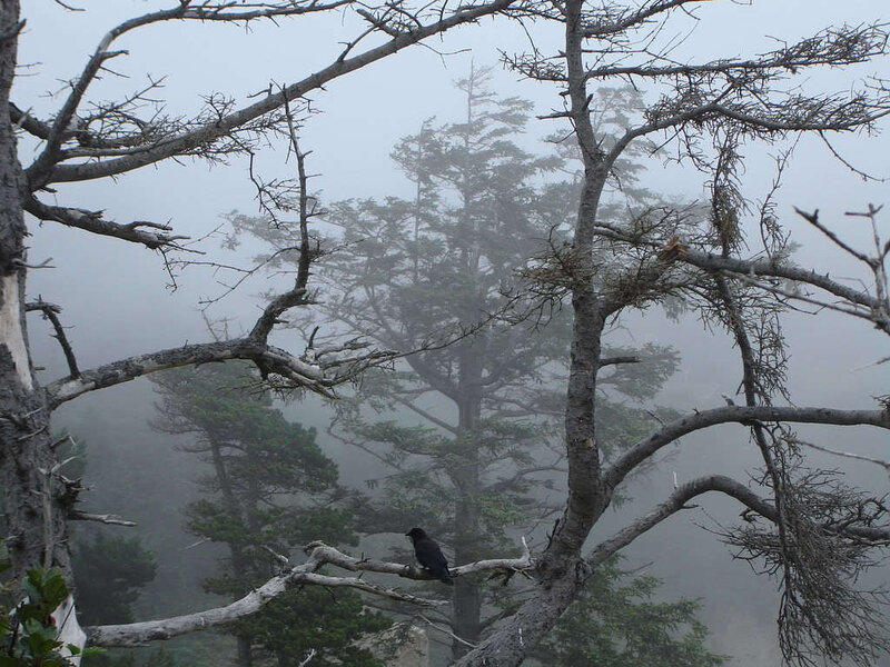 bird in foggy forest