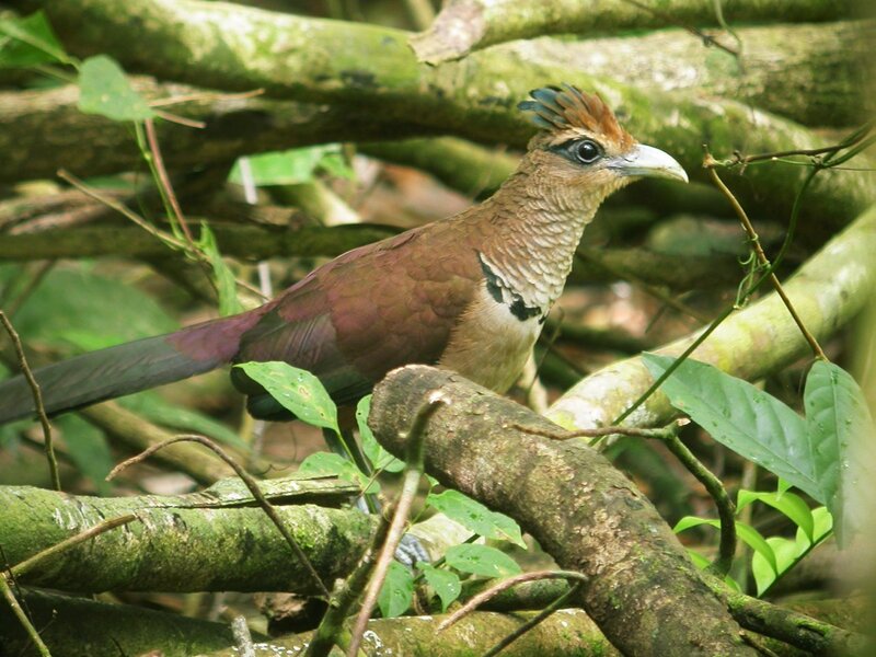 bird in forest foliage