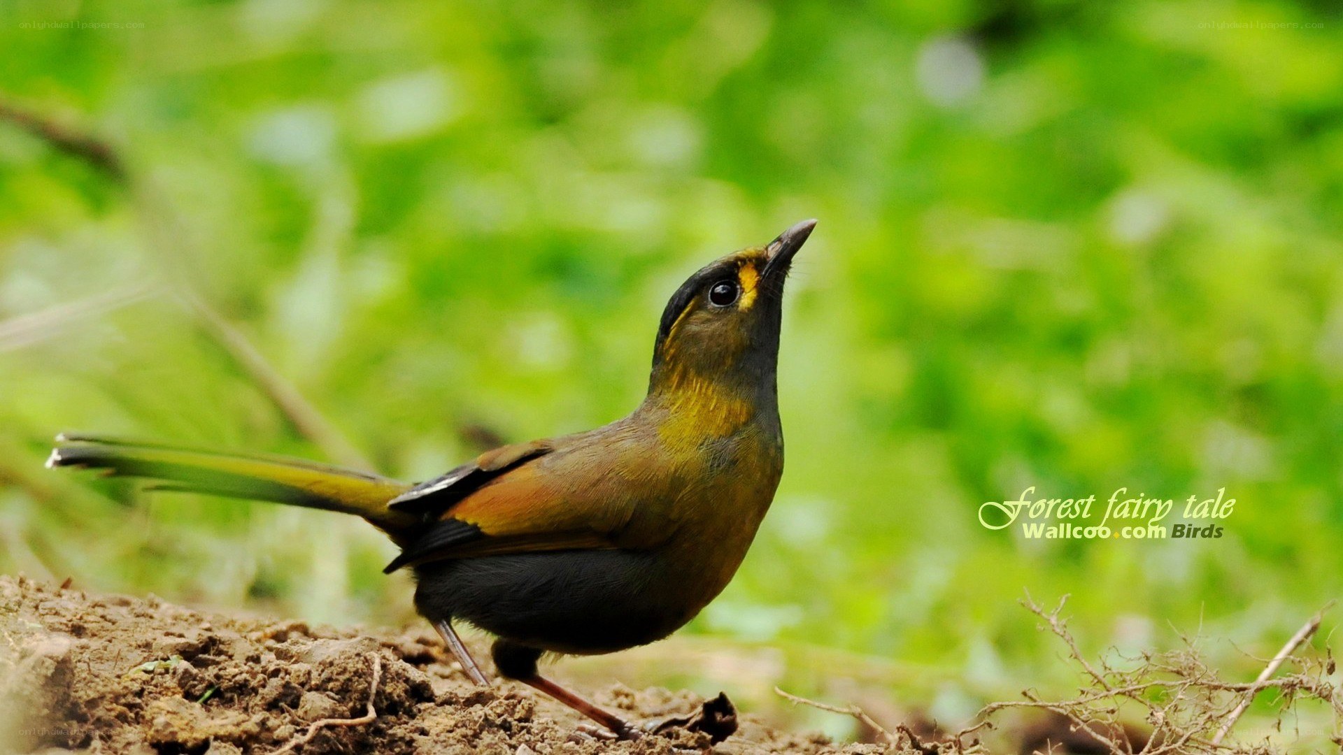 bird in forest setting