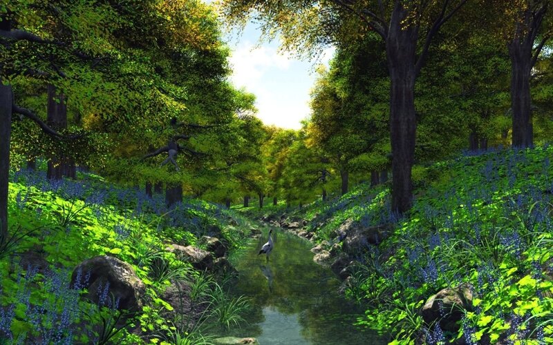 Bird in Forest Stream