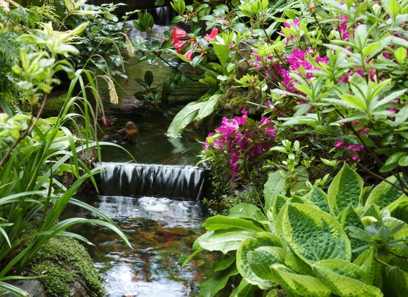 Bird in Garden Stream