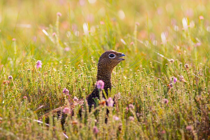 Bird in Grass — Green