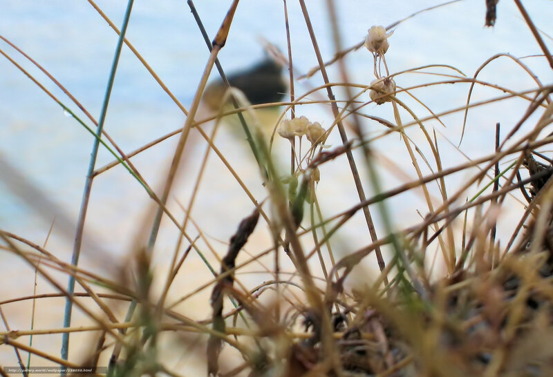 Bird in Grass