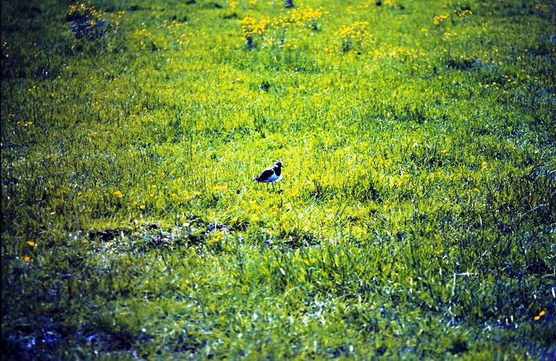 Bird in Grassy Field