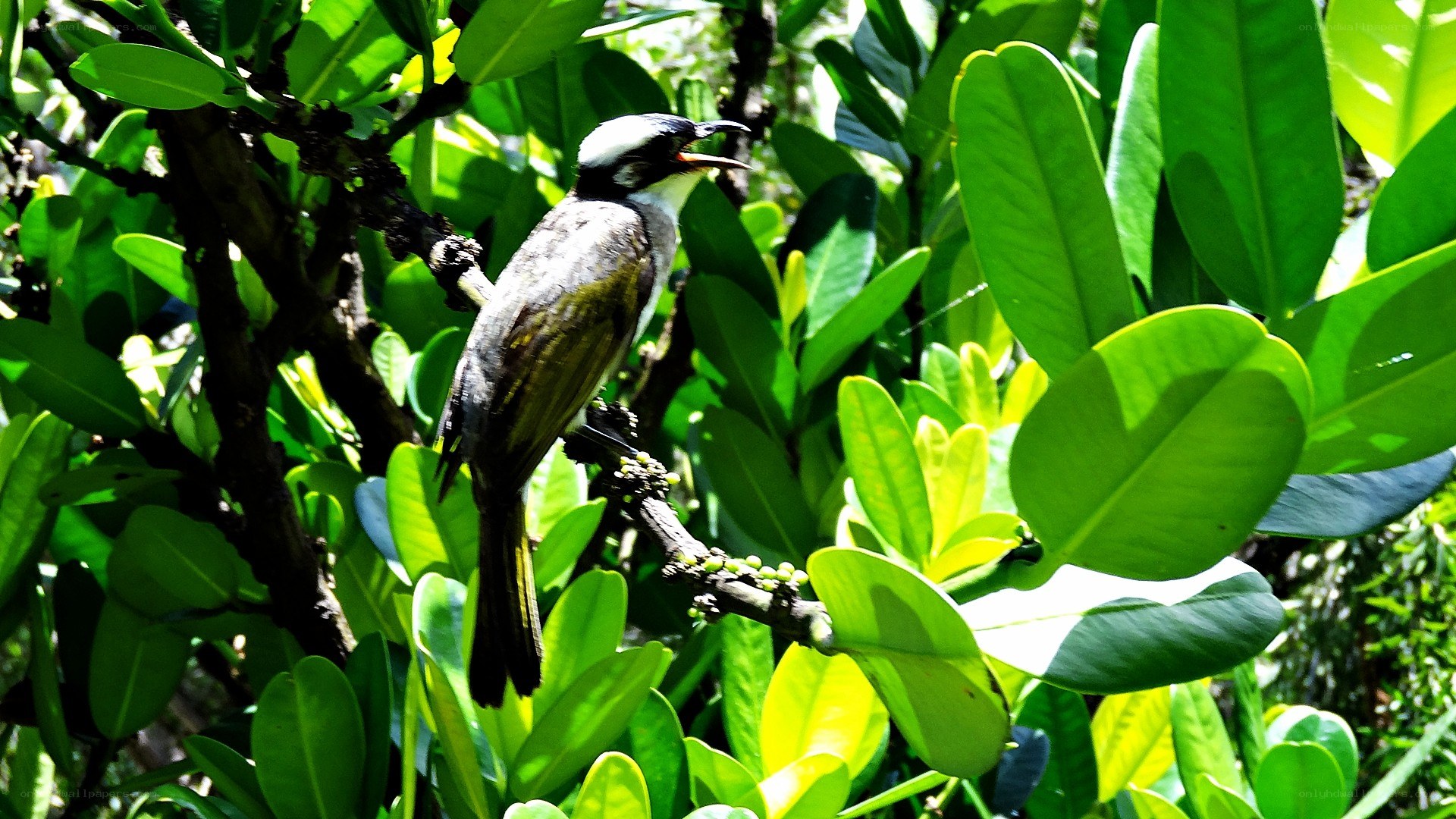 bird in green foliage