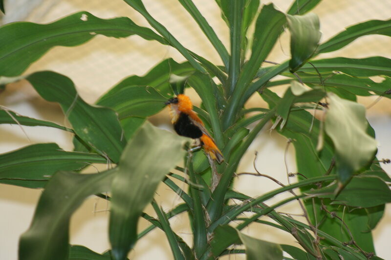 bird in green foliage