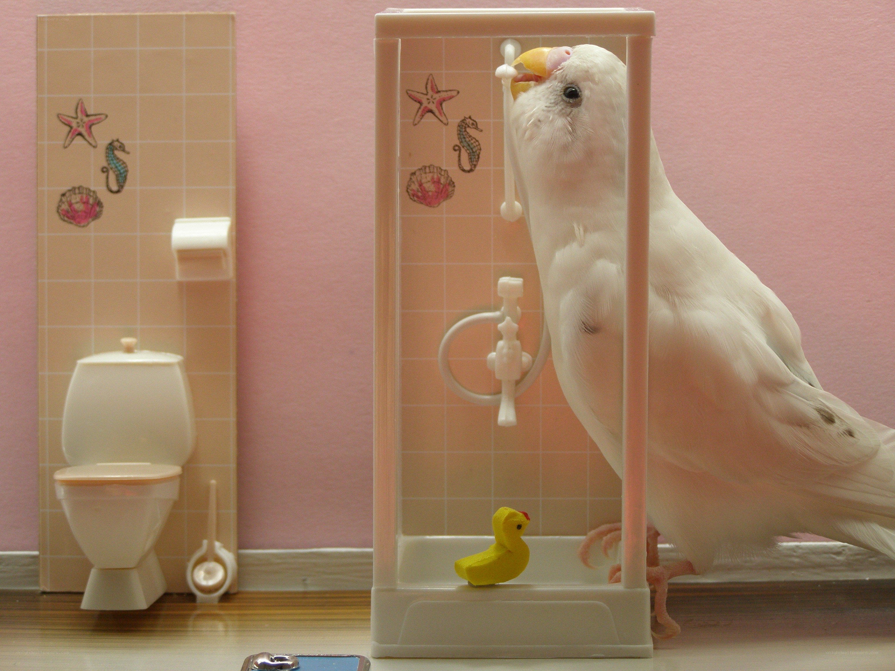 bird in miniature bathroom