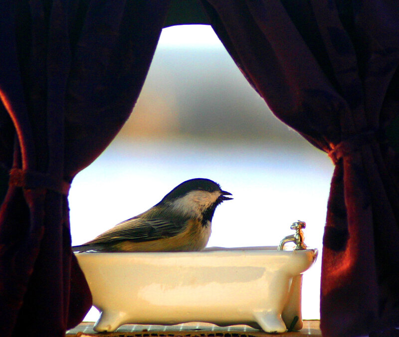 Bird in Miniature Bathtub
