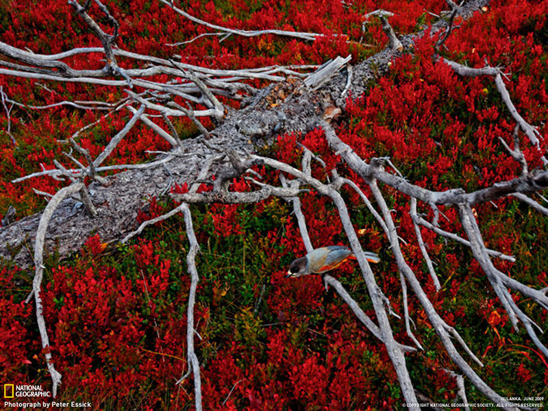 Bird in red autumn foliage