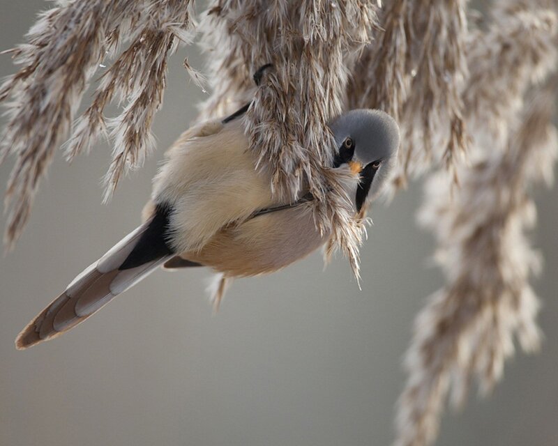 bird in reed cluster