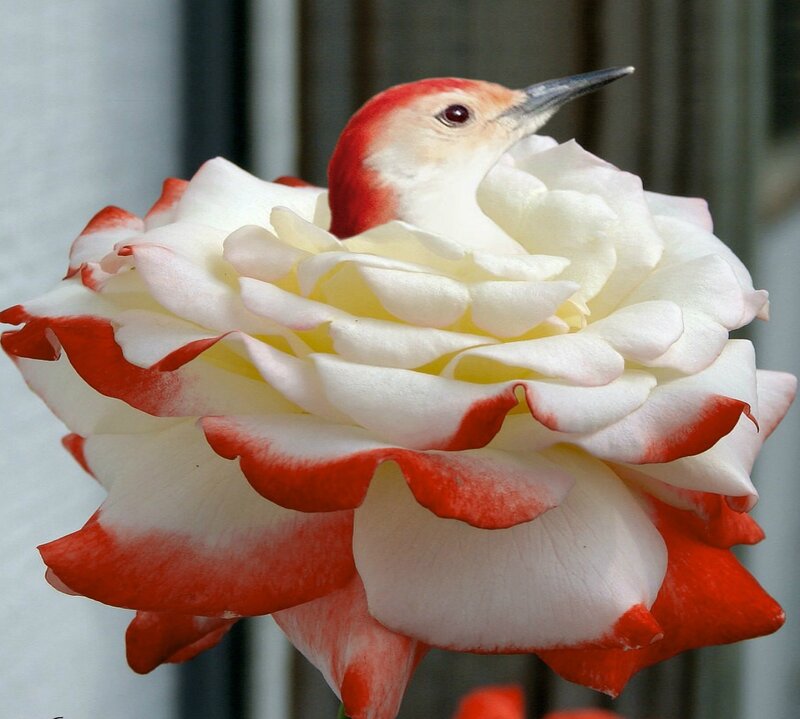 Bird in Rose Flower