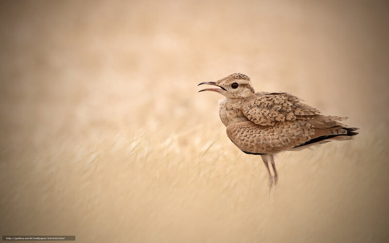 bird in sandy field