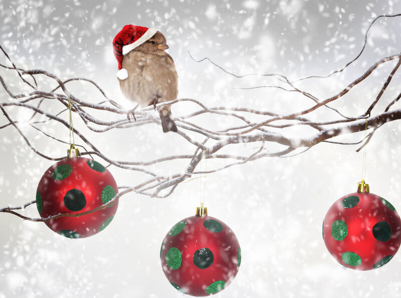 Bird in Santa Hat