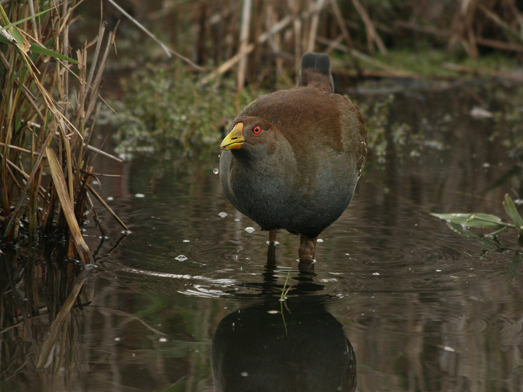 bird in shallow water
