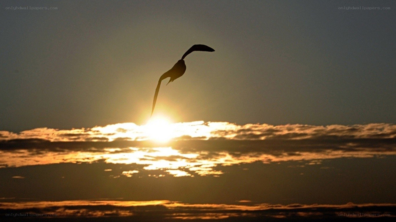 bird in silhouette at sunset