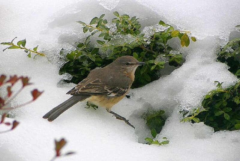 Bird in Snow