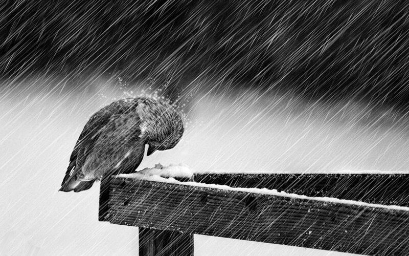 Bird in Snowstorm — Black, Dramatic, Winter, Photograph, Snow, Bench, Rain