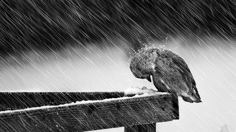 Bird in Snowstorm — Black, Dramatic, Winter, Photograph, Snow, Bench