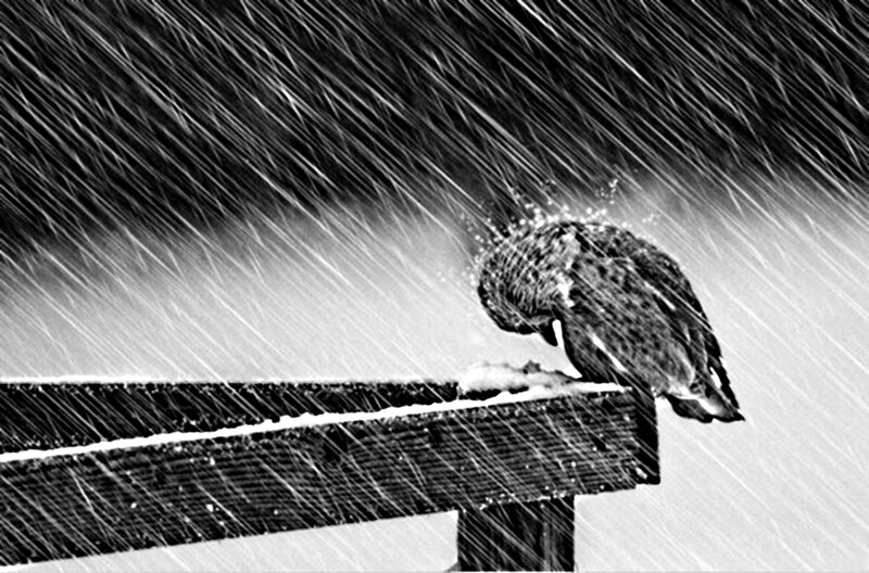 Bird in Snowstorm — Black, Dramatic, Winter, Photograph, Snow