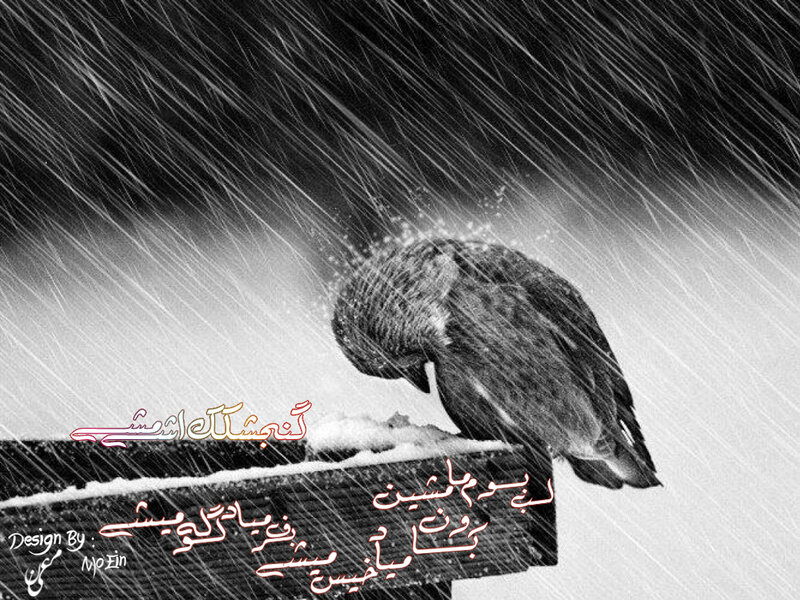 Bird in Snowstorm — Black, Dramatic, Winter, Photograph