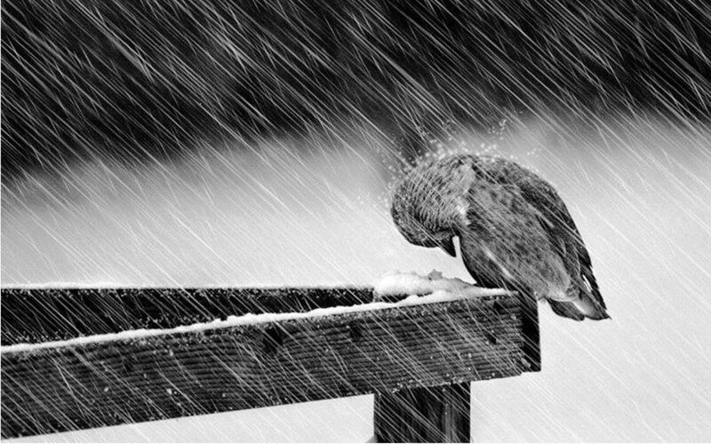 Bird in Snowstorm — Black