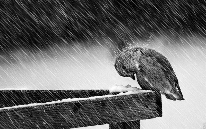 Bird in Snowstorm — Dramatic