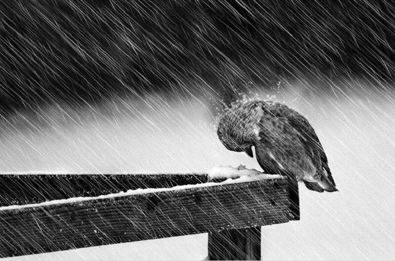 Bird in Snowstorm
